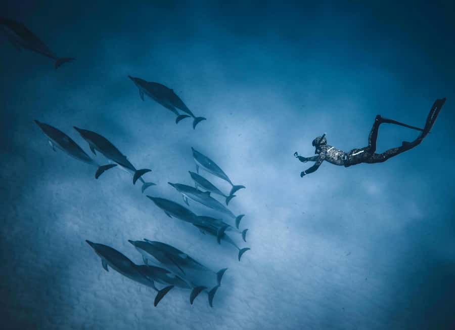 Hurghada: All-Inclusive Elite VIP Dolphin House & Massage - Two coral reef stops with time to explore