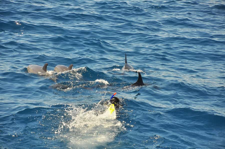 Hurghada: All-Inclusive Elite VIP Dolphin House & Massage - A 10-minute massage after the swimming