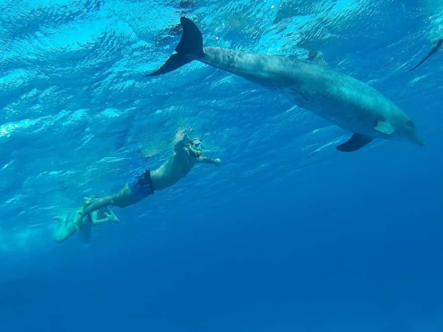 Hurghada: All-Inclusive Elite VIP Dolphin House & Massage - What the crew does well