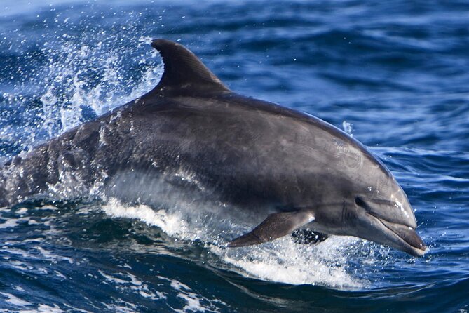 Hurghada Boat Trip to See Dolphins With Snorkeling and Lunch - Banana boat and sofa boat rides