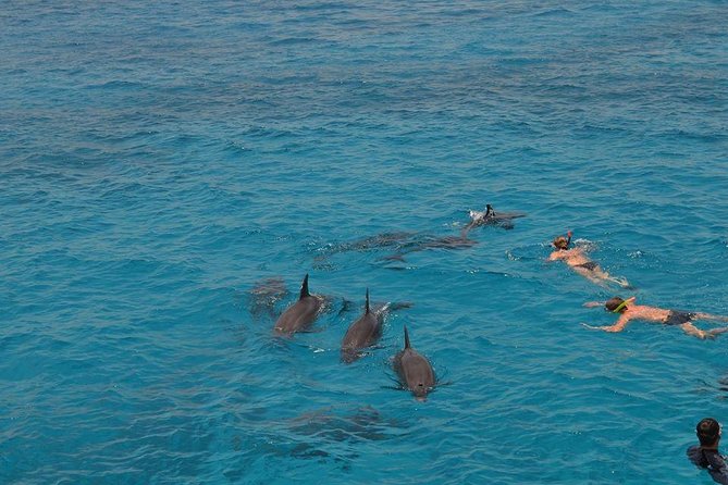 Hurghada Boat Trip to See Dolphins With Snorkeling and Lunch - What the $14 price really includes