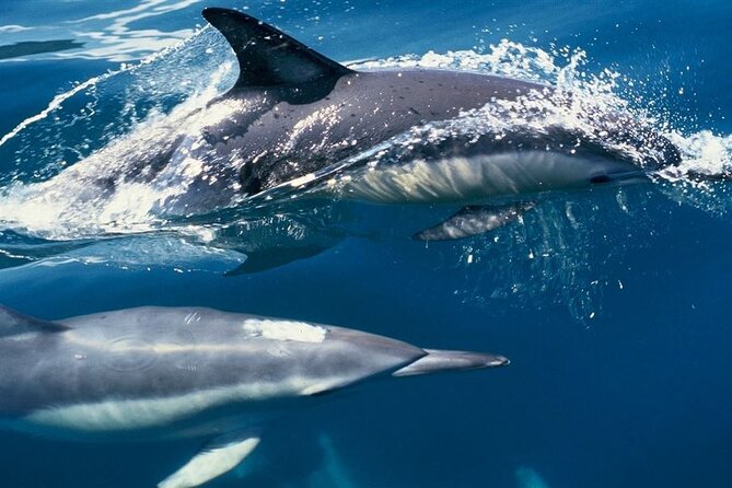 Hurghada Boat Trip to See Dolphins With Snorkeling and Lunch - Who will enjoy this Hurghada boat trip