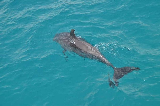 Hurghada Boat Trip to See Dolphins With Snorkeling and Lunch - Two snorkeling stops on the Red Sea