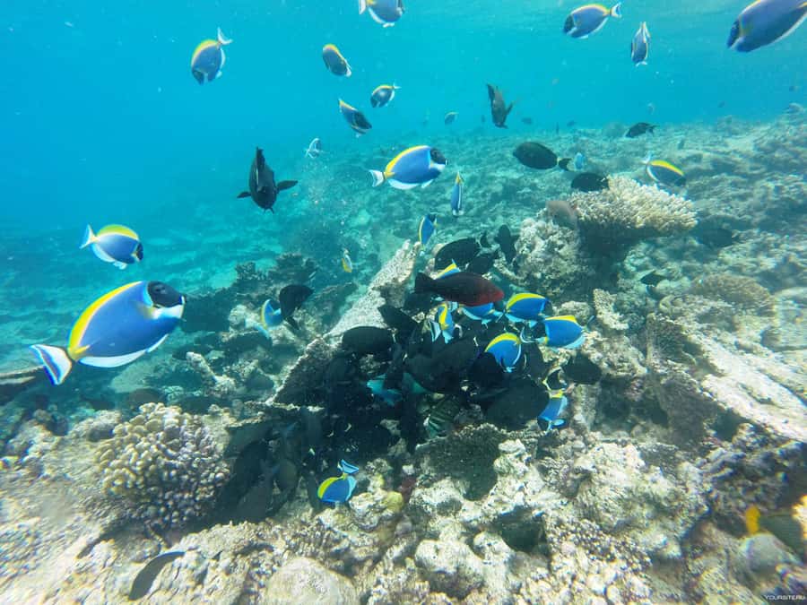 Hurghada: Day Snorkeling with Dolphins - The real prize at Dolphin Reef