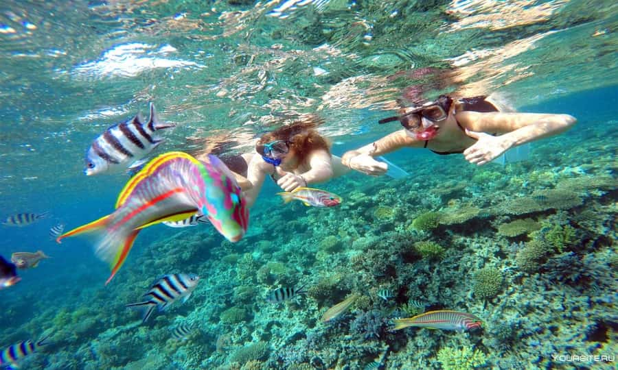 Hurghada: Day Snorkeling with Dolphins - Two reef stops beyond the dolphins