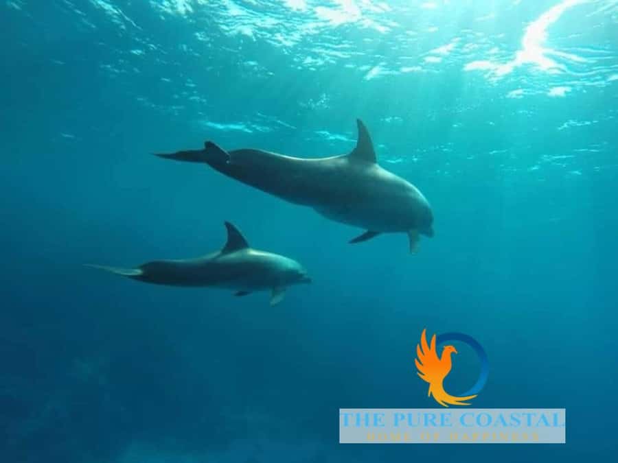 Hurghada: Day Snorkeling with Dolphins - Is $42 good value?