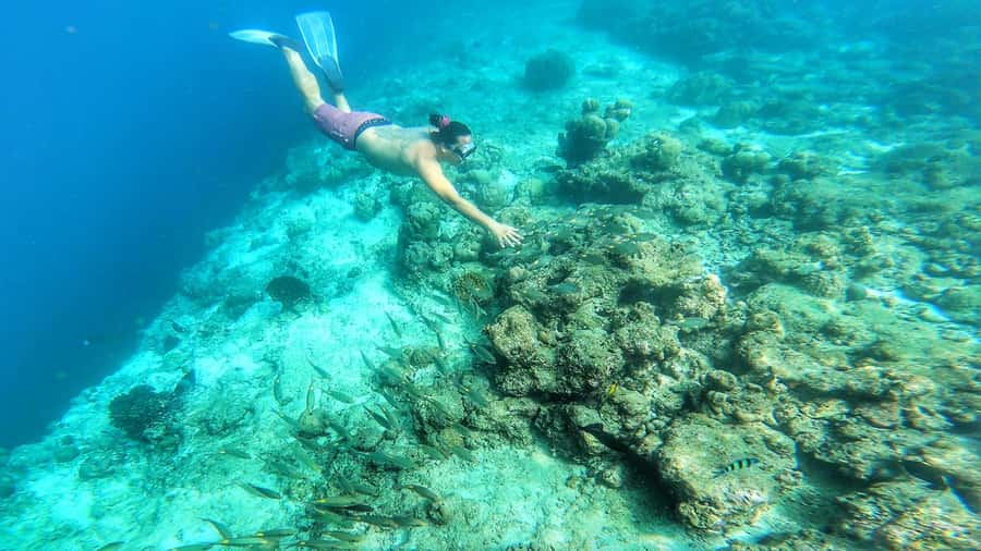 Hurghada: Day Snorkeling with Dolphins - Who should book this day