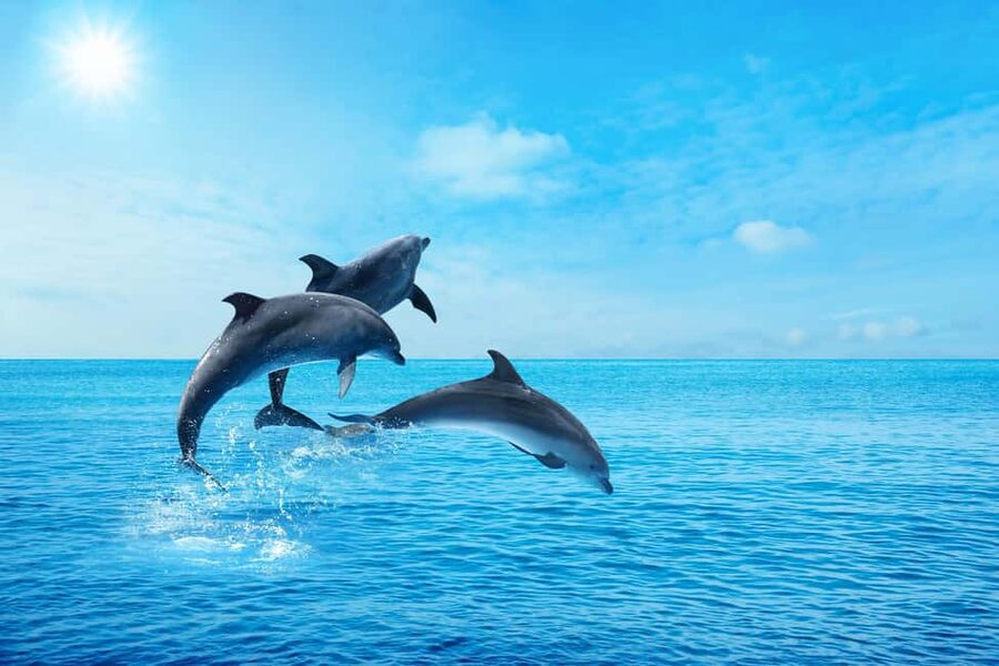 Hurghada: Dolphin & Coral Reef Snorkeling Tour with Lunch - Is $29 a fair price?