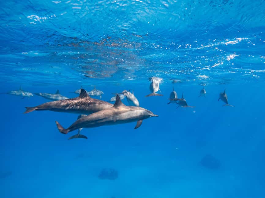 Hurghada: Dolphin & Coral Reef Snorkeling Tour with Lunch - Practical packing advice for a smoother day