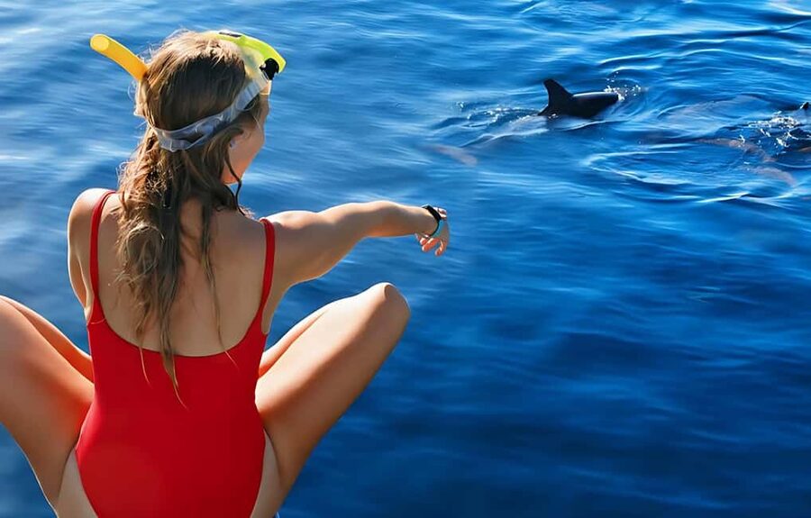 Hurghada: Dolphin Cruise with Snorkeling & Buffet Lunch - Key points before you book
