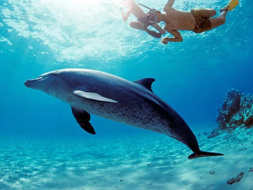 Hurghada: Dolphin Cruise with Snorkeling & Buffet Lunch - Lunch, drinks, and time on board