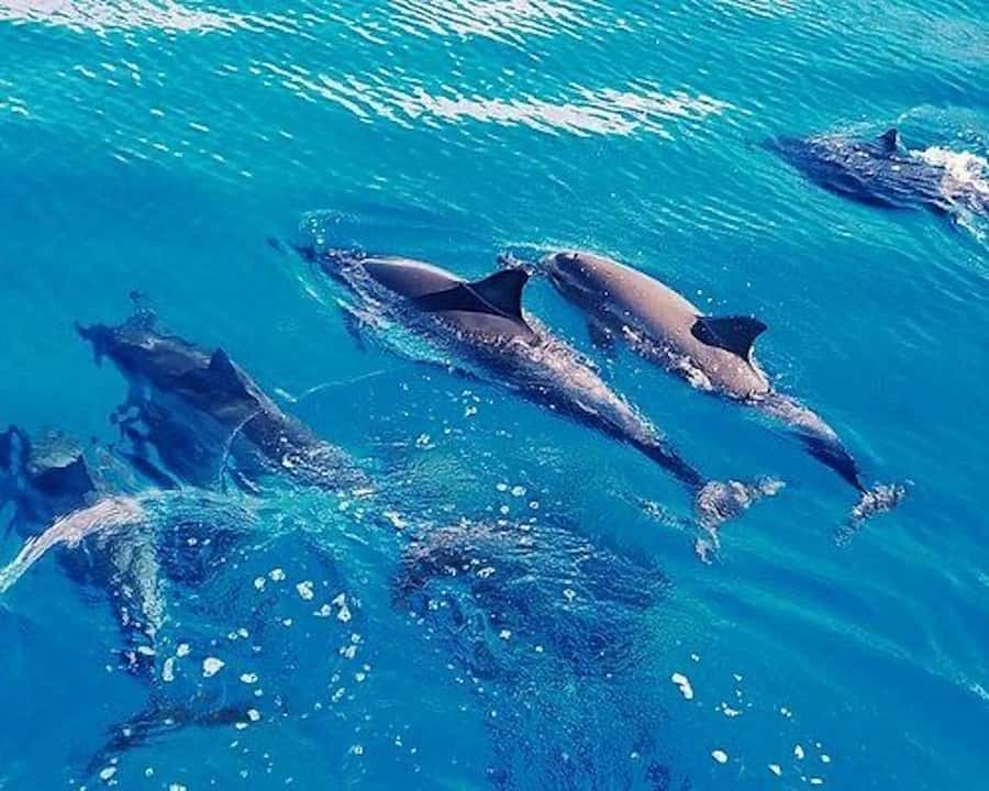 Hurghada: Dolphin House & Water sports Banana by Speedboat - A private speedboat to Dolphin House