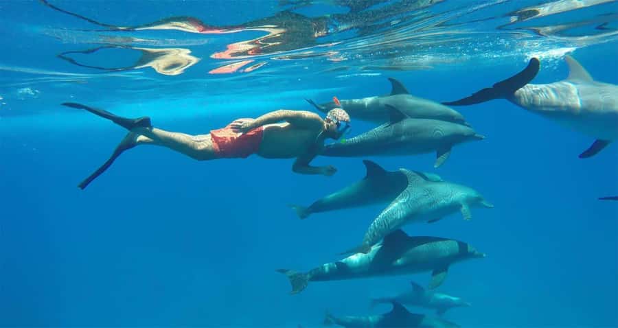 Hurghada: Dolphin watch Cruise with optional pickup - Key points to know before you book
