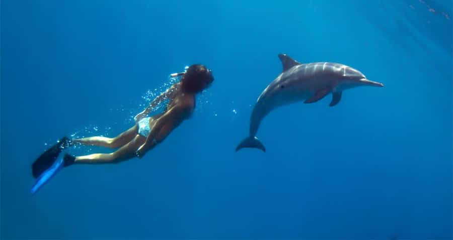 Hurghada: Dolphin watch Cruise with optional pickup - The first coral reef stop