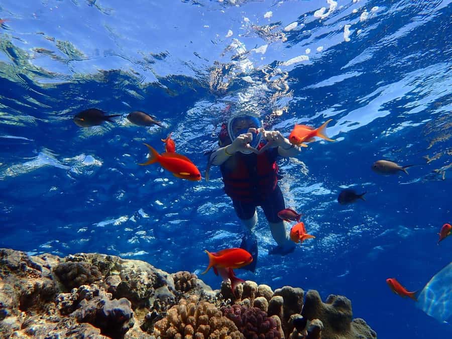 Hurghada: Dolphin watch Cruise with optional pickup - The search for dolphins near Dolphin House
