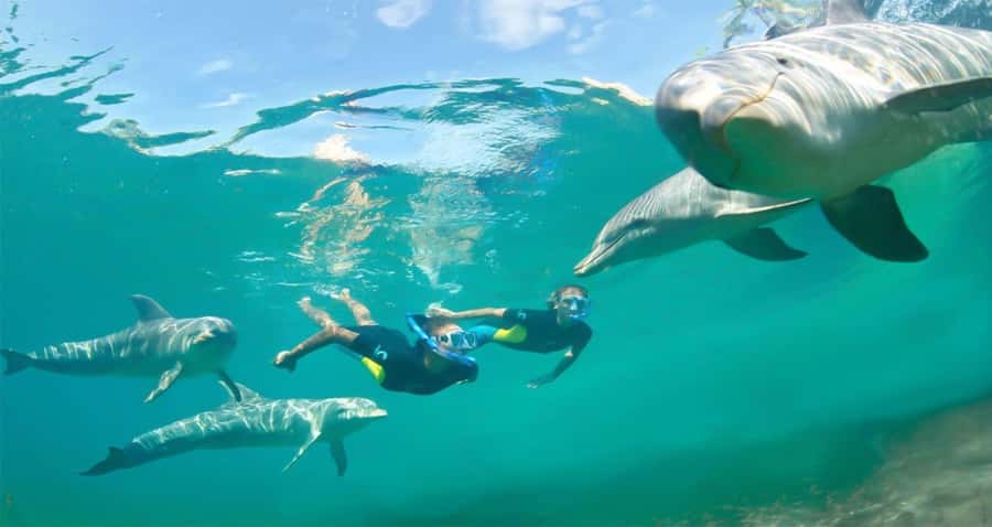 Hurghada: Dolphin watch Cruise with optional pickup - The second snorkeling stop and water time