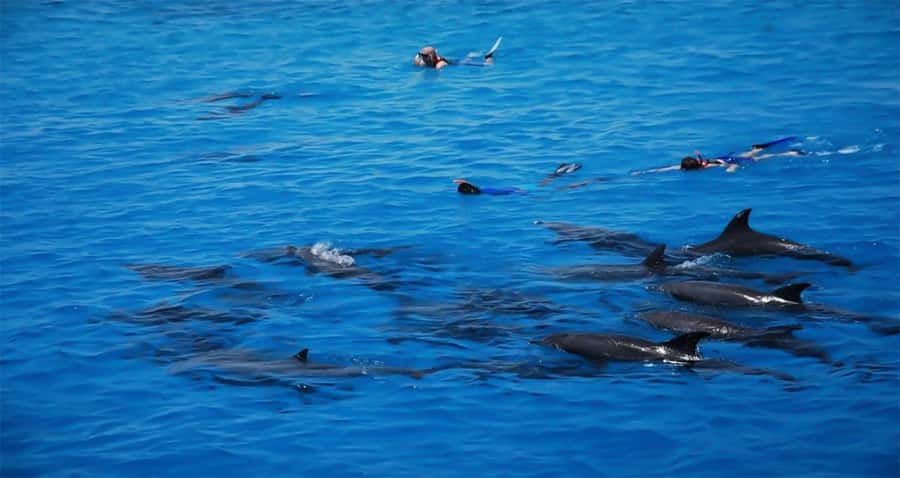 Hurghada: Dolphin watch Cruise with optional pickup - What the $32 price gets you