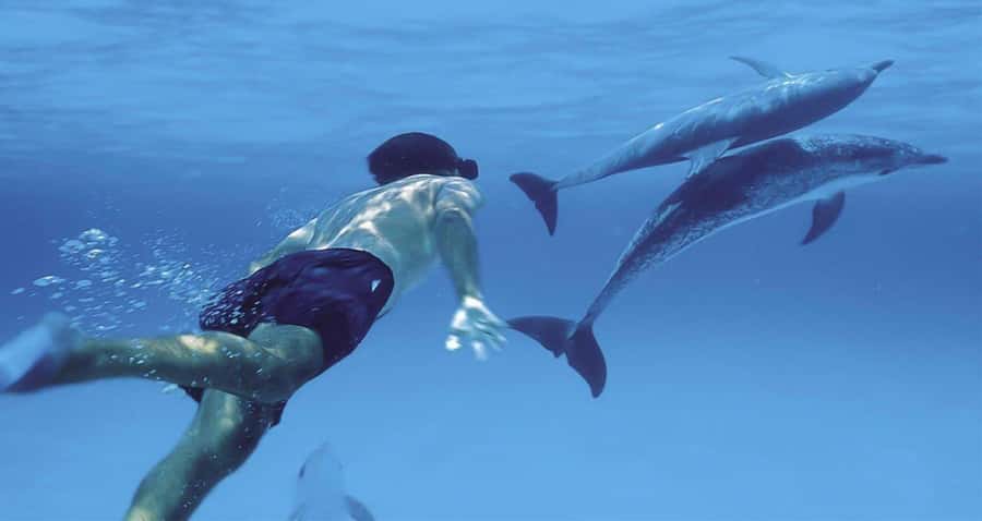 Hurghada: Dolphin watch Cruise with optional pickup - Who should book this cruise