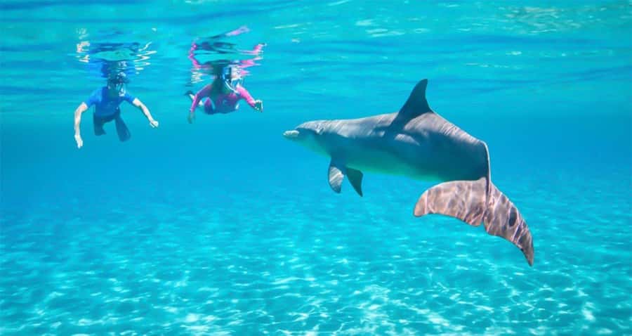Hurghada: Dolphin watch Cruise with optional pickup - Getting from your hotel to Hurghada Marina
