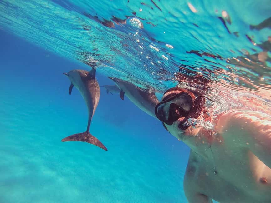 Hurghada: Dolphin Watching Boat Tour with Snorkeling & Lunch - The dolphin search is the day’s great unknown