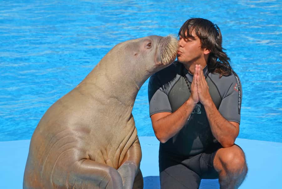 Hurghada: Dolphin World Show with Walruses and Pickup - Waiting areas, shops, snacks, and the sales pressure
