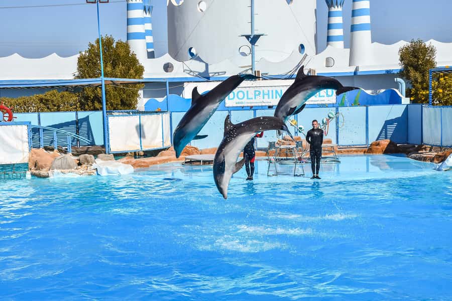 Hurghada: Dolphin World Show with Walruses and Pickup - Who will enjoy this morning most?
