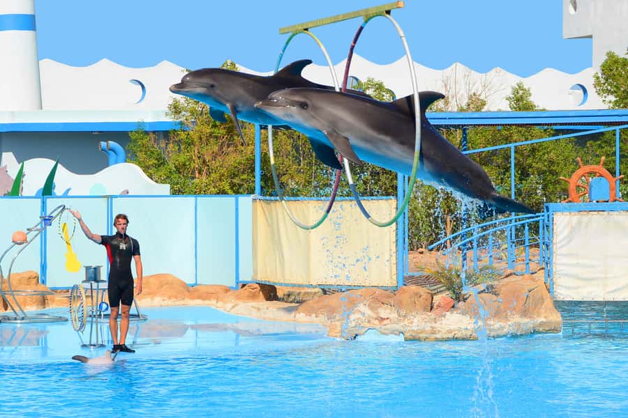 Hurghada: Dolphin World Show with Walruses and Pickup - Practical tips for a smoother visit