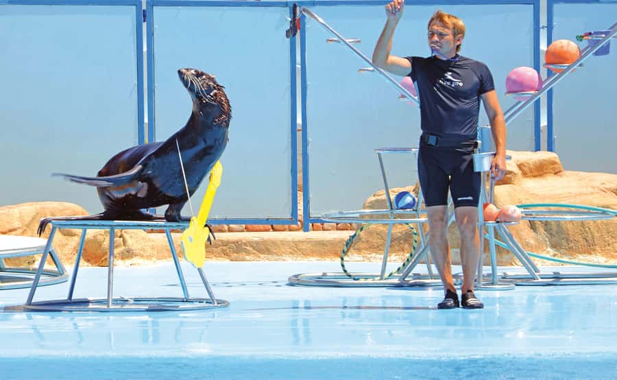 Hurghada: Dolphin World Show with Walruses and Pickup - Should you book Dolphin World?