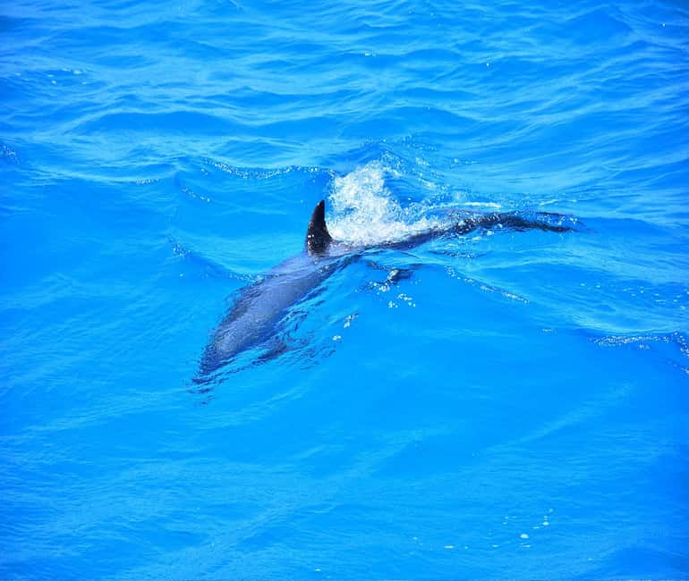 Hurghada or Makadi: Discover the Magic of Dolphin House - Is $27 good value?