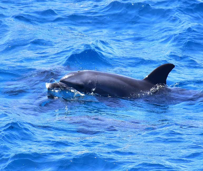 Hurghada or Makadi: Discover the Magic of Dolphin House - What to pack for a smoother day