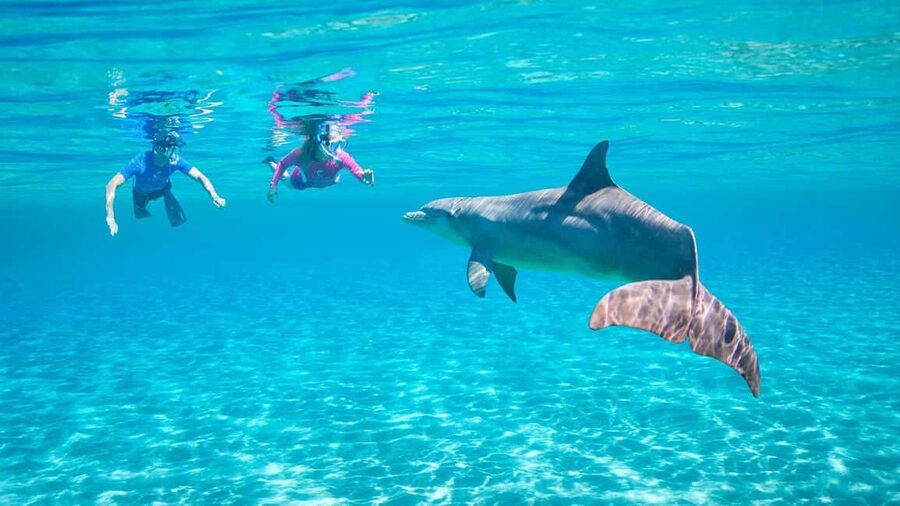 Hurghada or Makadi: Discover the Magic of Dolphin House - Two snorkeling stops over coral and fish