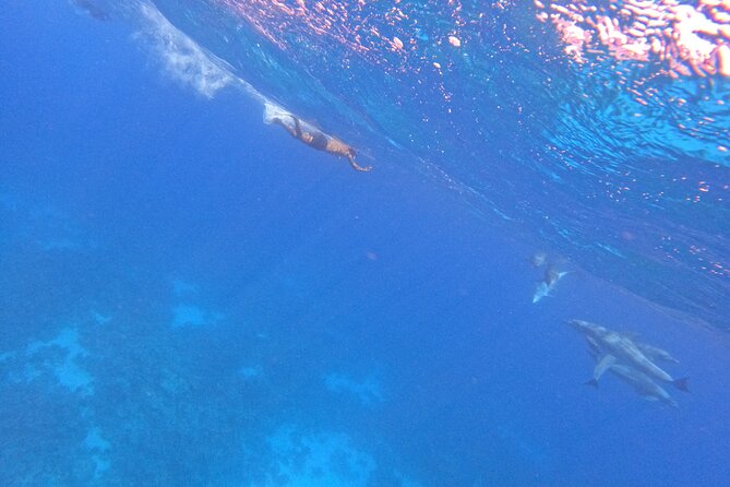 Hurghada Speedboat Dolphin Watching and Snorkeling - Two and a half hours around Giftun Islands