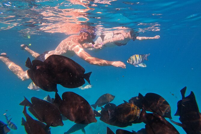 Hurghada Speedboat Dolphin Watching and Snorkeling - How the small group affects the experience