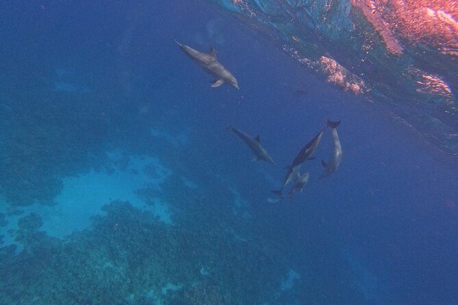 Hurghada Speedboat Dolphin Watching and Snorkeling - Price, timing, and practical value