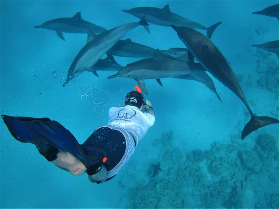 Hurghada: Speedboat Dolphin Watching & Snorkeling with Lunch - Two reef stops reveal the Red Sea underwater