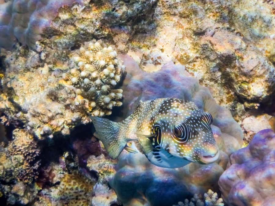 Hurghada: Speedboat Dolphin Watching & Snorkeling with Lunch - Pickup is convenient, but timing is strict