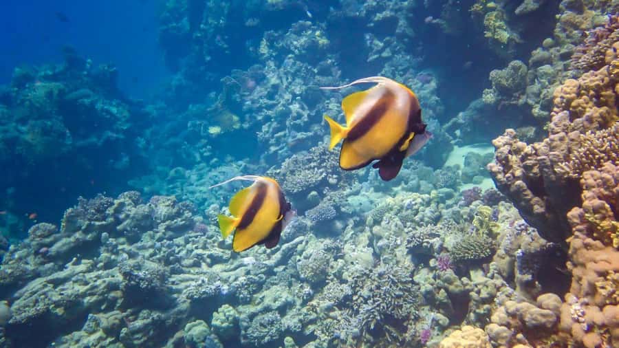 Hurghada: Speedboat Dolphin Watching & Snorkeling with Lunch - What to pack for a comfortable day