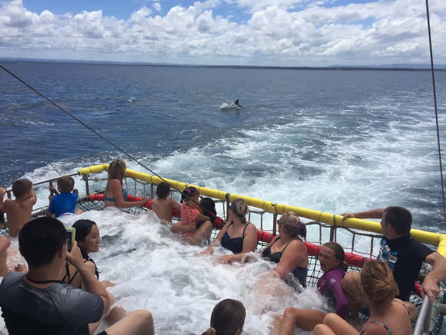 Huskisson: Dolphin Cruise & Boom Netting Experience - Searching Jervis Bay for Bottlenose dolphins