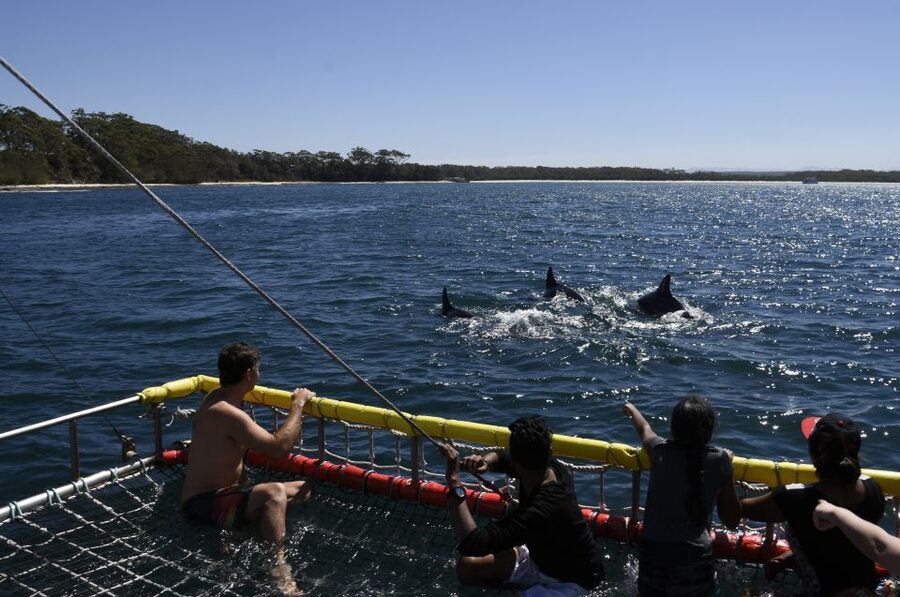 Huskisson: Dolphin Cruise & Boom Netting Experience - The boom net turns the ride into a water activity