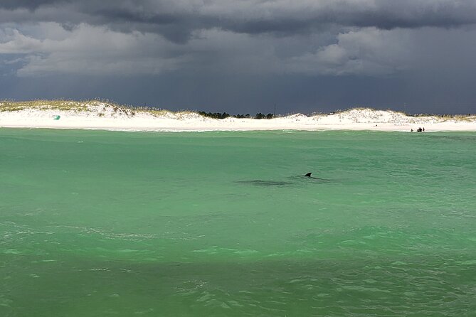 Hydro Rocket Dolphin Sightseeing Boat Tour from Destin - A one-hour ride that starts in Destin Harbor