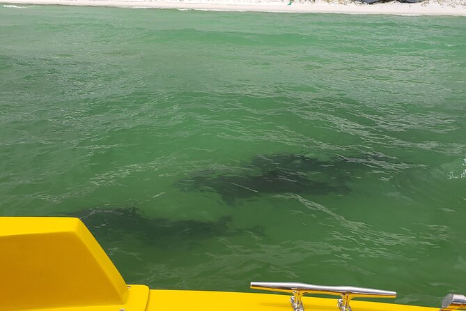 Hydro Rocket Dolphin Sightseeing Boat Tour from Destin - From East Pass to Gulf waves