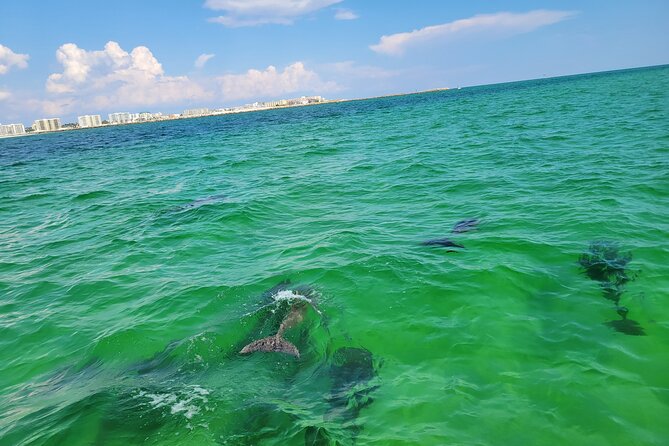 Hydro Rocket Dolphin Sightseeing Boat Tour from Destin - Who will enjoy the Hydro Rocket most?