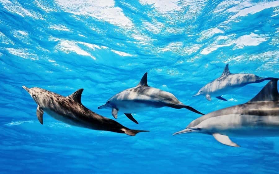 Île aux Bénitiers: Snorkeling w/Dolphins Boat Tour & Lunch - Why this seven-hour west coast trip works