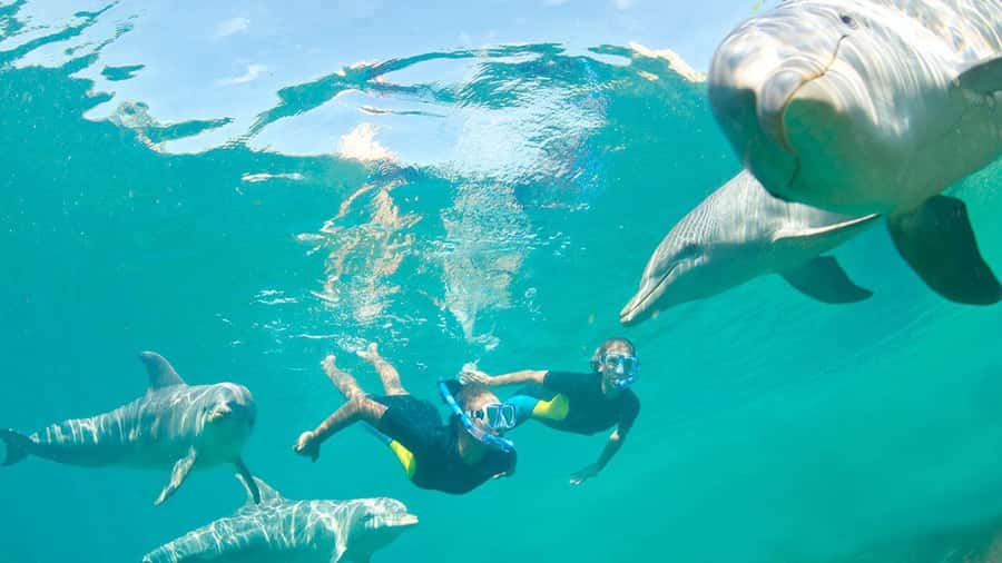 Île aux Bénitiers: Snorkeling w/Dolphins Boat Tour & Lunch - Swimming with dolphins in the southwest lagoon
