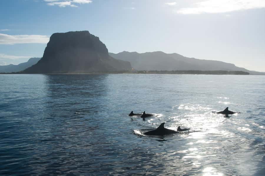 Île aux Bénitiers: Snorkeling w/Dolphins Boat Tour & Lunch - Speedboat boarding and what the ride feels like