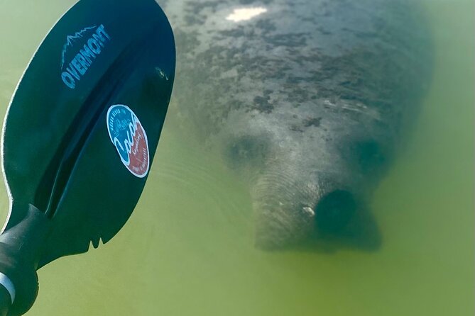 Indian River Clear Bottom Kayak or Paddleboarding Manatee and Dolphin Tour - The $75 price and what you receive
