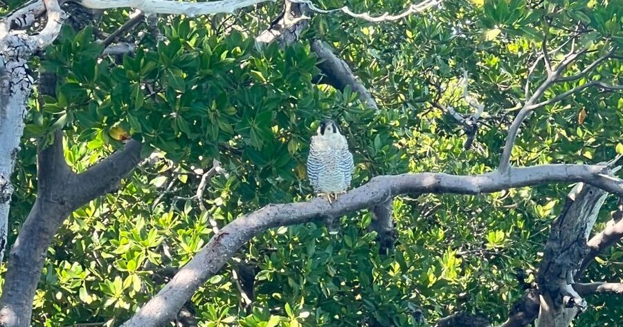 Island Paradise: Dolphin, Shelling, Birding Eco Boat Tour - FAQ