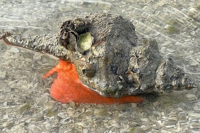 Island Paradise: Dolphin, Shelling, Birding Eco Boat Tour - What the $99 price includes