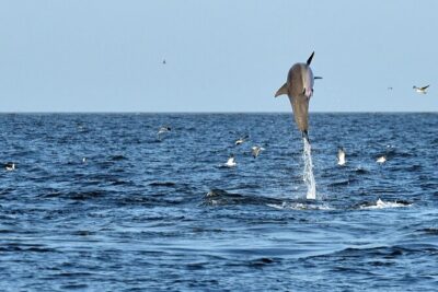 Jekyll Island Dolphin Tours