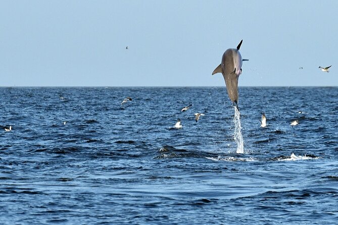 Jekyll Island Dolphin Tours - The scenery between dolphin sightings